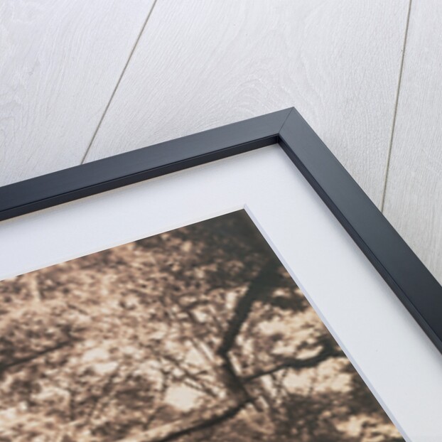Gnarled Oak Tree near l'Epine Crossroads by Gustave Le Gray
