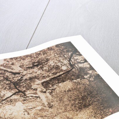 Gnarled Oak Tree near l'Epine Crossroads by Gustave Le Gray