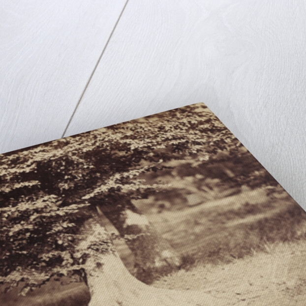 The Beech Tree by Gustave Le Gray