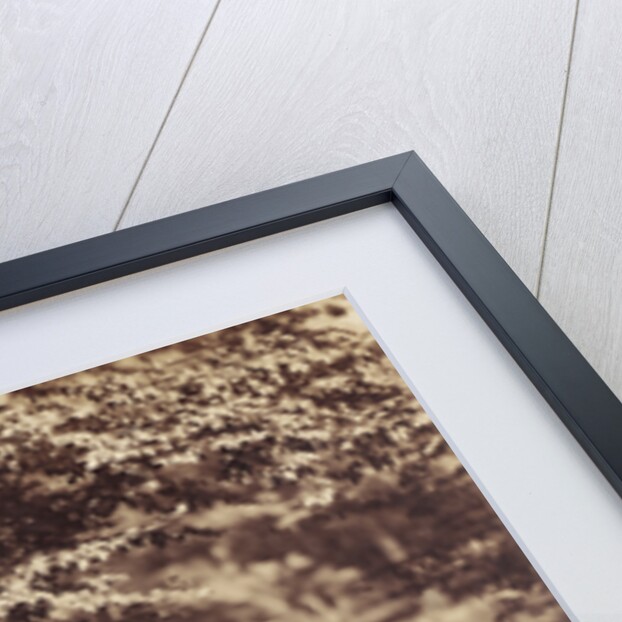 The Beech Tree by Gustave Le Gray