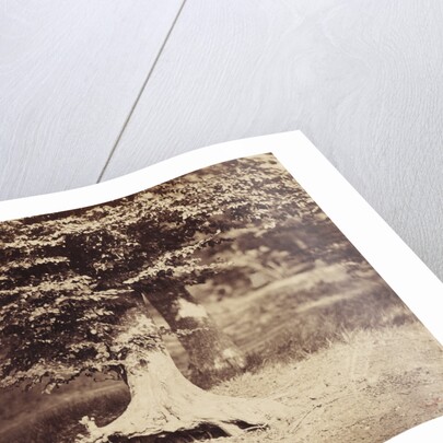 The Beech Tree by Gustave Le Gray