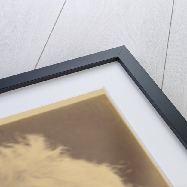 J.F.W. Herschel by Julia Margaret Cameron