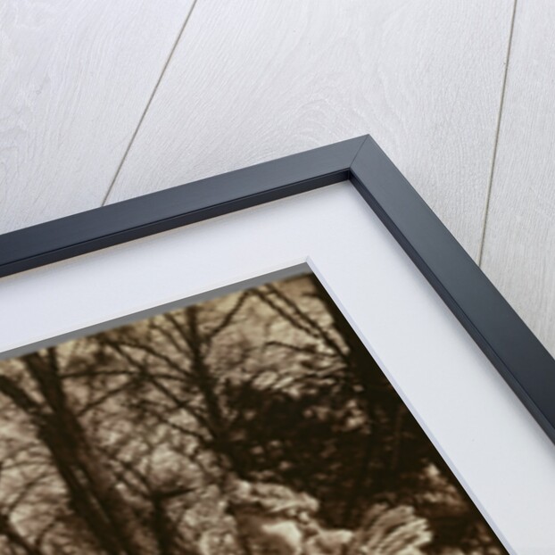 Versailles-Parc (The Park, Versailles) by Eugène Atget