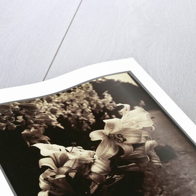 Lys (Lilies) by Eugène Atget