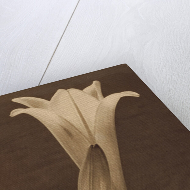 No. 1. by Tina Modotti