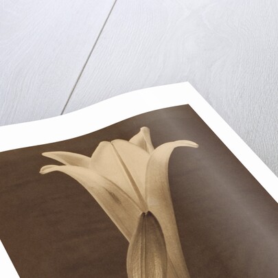 No. 1. by Tina Modotti