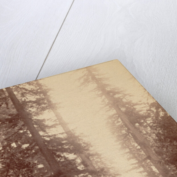 Big Tree Station, Santa Cruz by William Henry Jackson