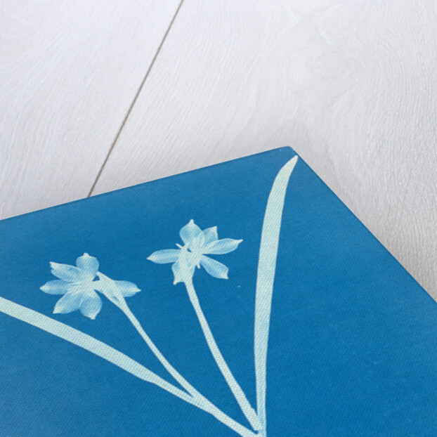 Leucojam Varium by Anna Atkins