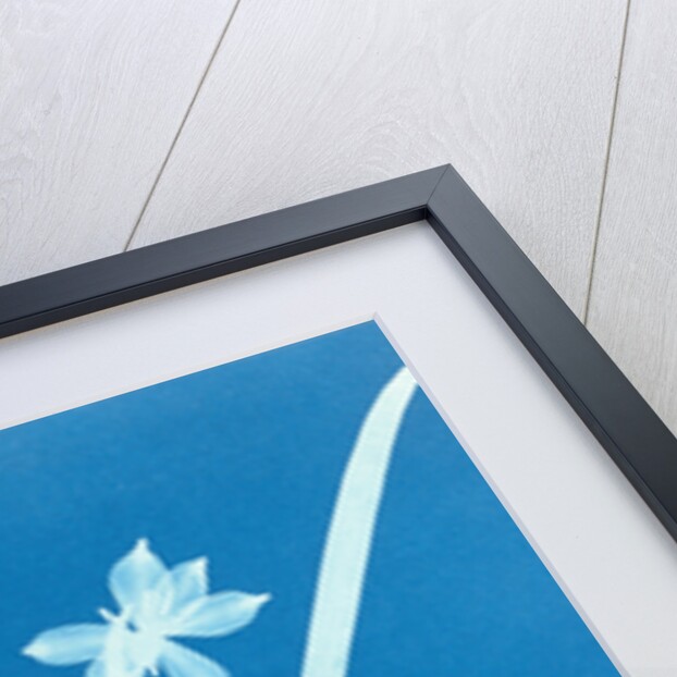 Leucojam Varium by Anna Atkins