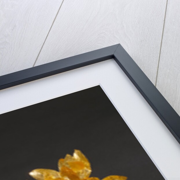 Wreath with detached stem including leaves and detached berries by Anonymous