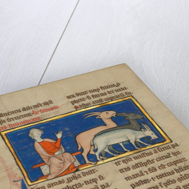 Amos and Three Goats by Anonymous