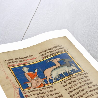 Amos and Three Goats by Anonymous