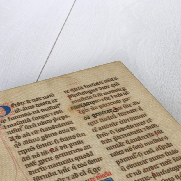 A Weasel by Anonymous