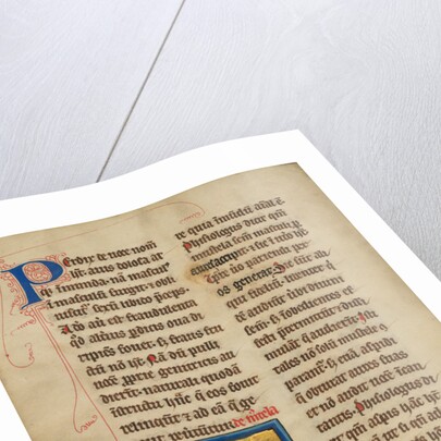 A Weasel by Anonymous