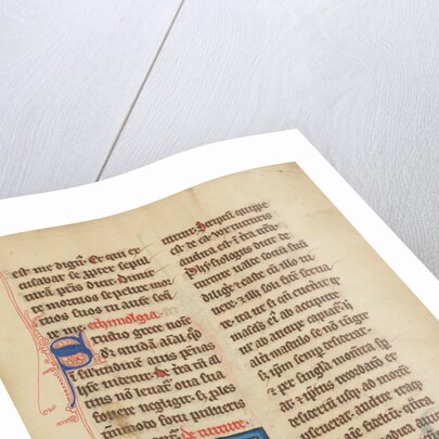 A Turtle Dove by Anonymous