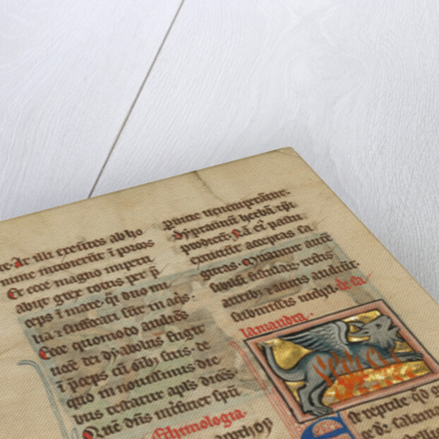 A Salamander by Anonymous