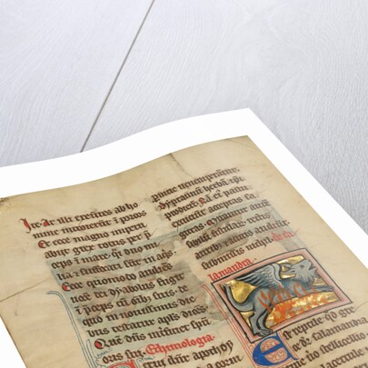 A Salamander by Anonymous