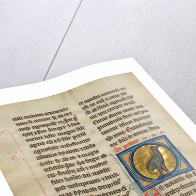 A Partridge by Anonymous