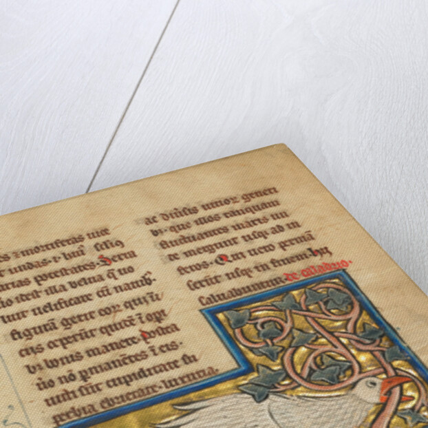 A Caladrius Bird by Anonymous