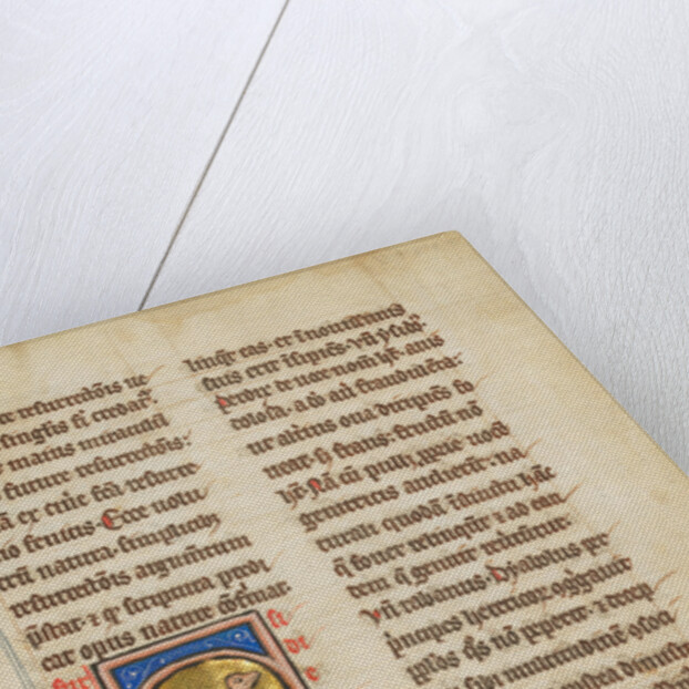 A Partridge by Anonymous