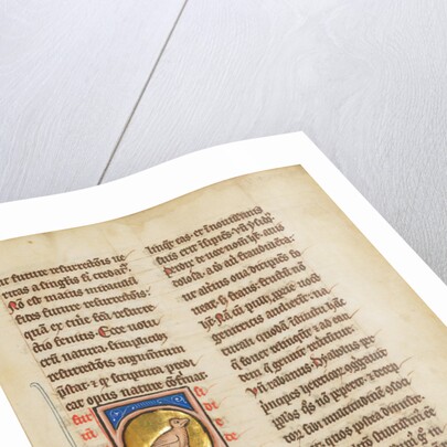 A Partridge by Anonymous