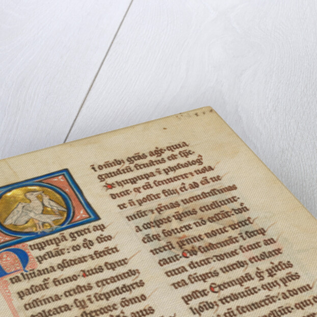 A Hoopoe by Anonymous