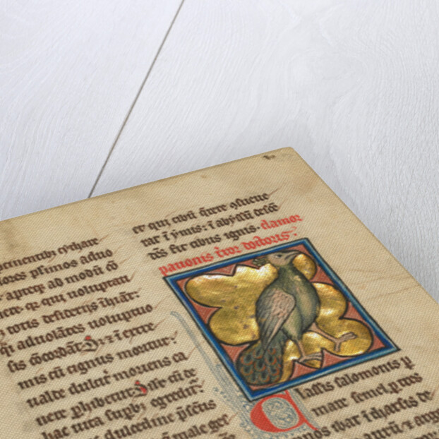 A Peacock by Anonymous