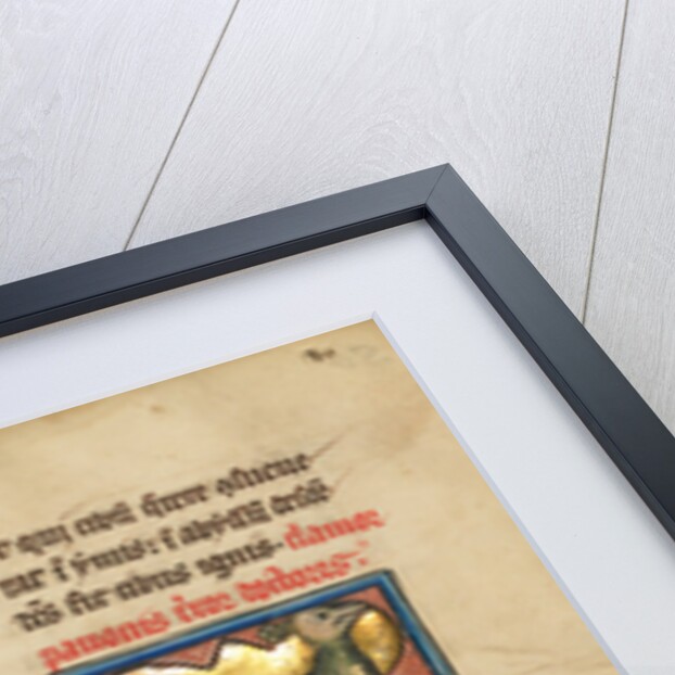 A Peacock by Anonymous