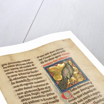 A Peacock by Anonymous