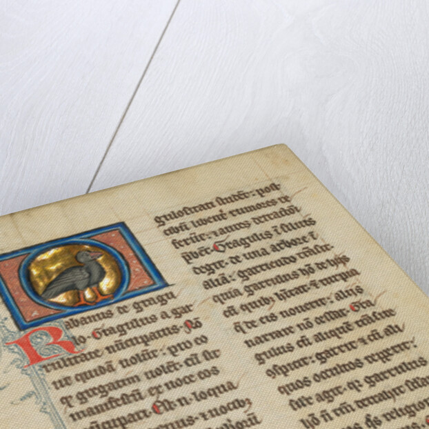 A Jackdaw by Anonymous