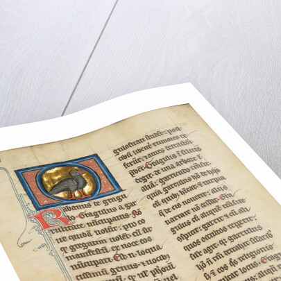 A Jackdaw by Anonymous