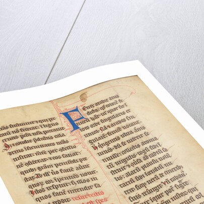 A Phoenix by Anonymous