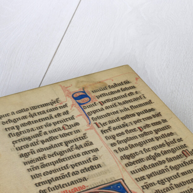 A Pelican Feeding her Young by Anonymous