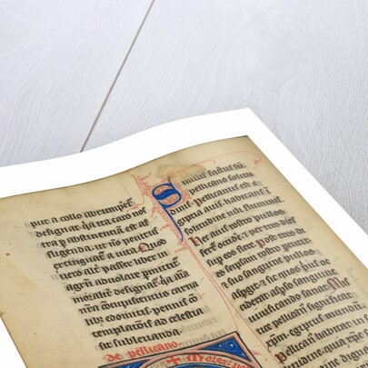 A Pelican Feeding her Young by Anonymous