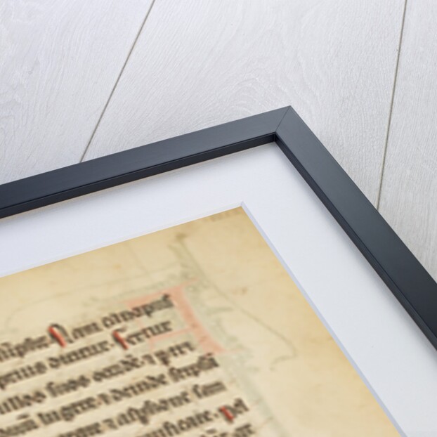 A Night Heron by Anonymous