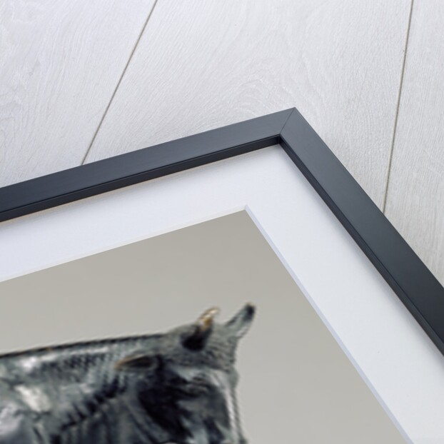 Bull with Lowered Head by Anonymous