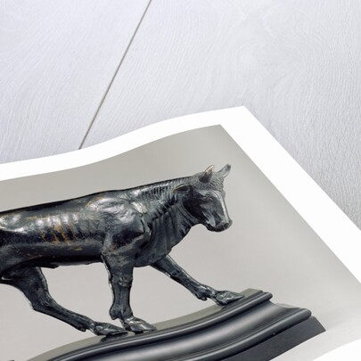 Bull with Lowered Head by Anonymous