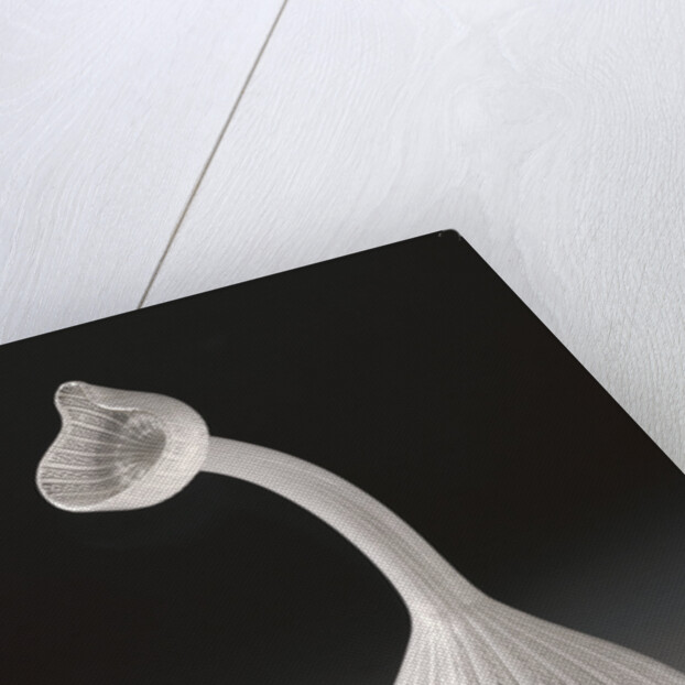 Filigrana Bottle (Kuttrolf) by Anonymous