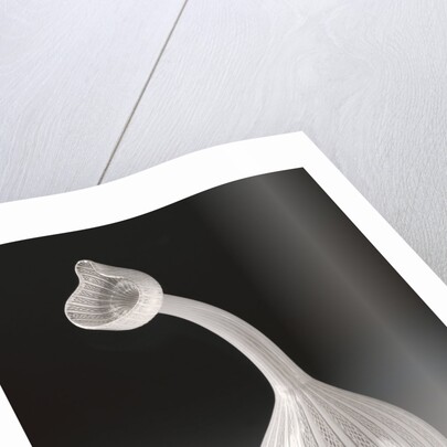 Filigrana Bottle (Kuttrolf) by Anonymous