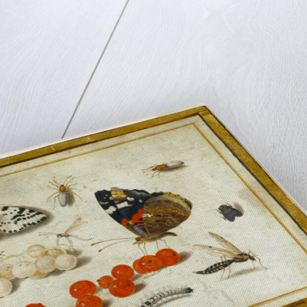 Butterfly, Caterpillar, Moth, Insects, and Currants by Jan van Kessel II