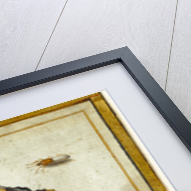 Butterfly, Caterpillar, Moth, Insects, and Currants by Jan van Kessel II