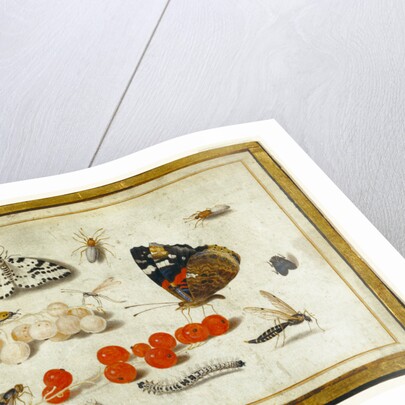Butterfly, Caterpillar, Moth, Insects, and Currants by Jan van Kessel II