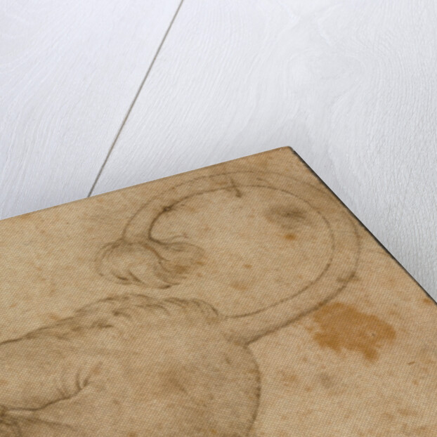 Study of a Lion by Lucas Cranach the Elder
