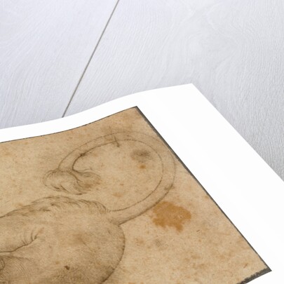 Study of a Lion by Lucas Cranach the Elder