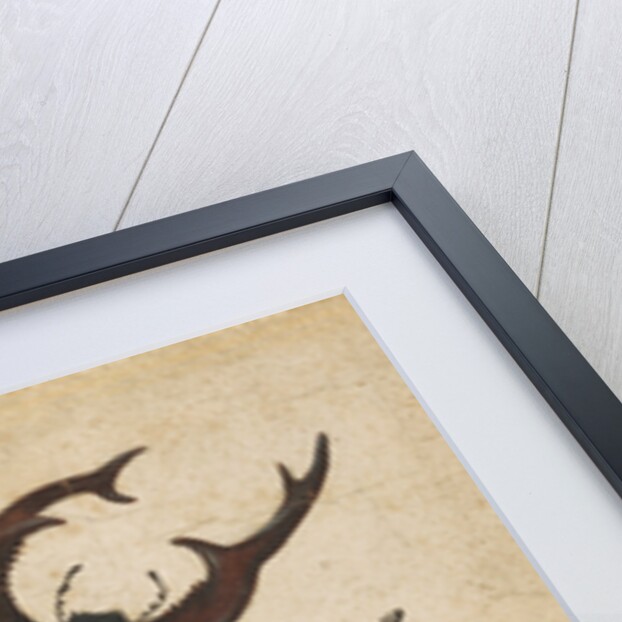 Stag Beetle by Albrecht Dürer