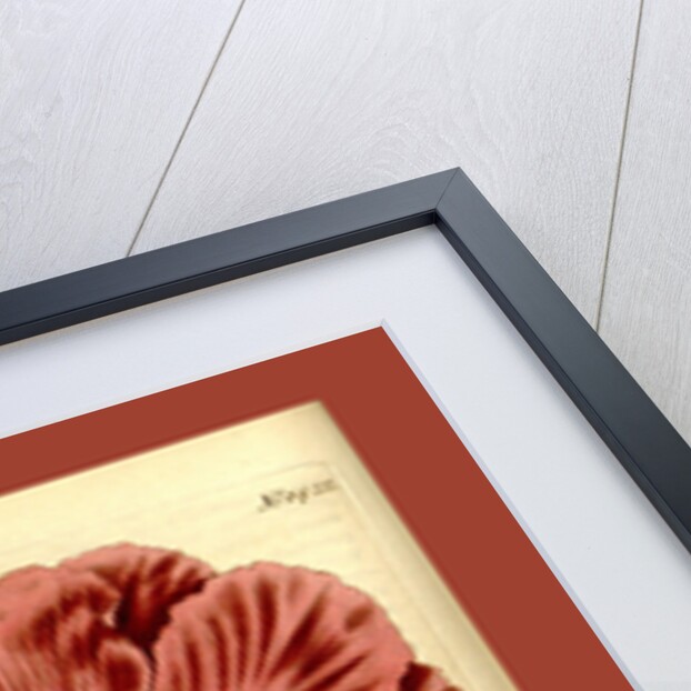 19th century botanical colour print by Anonymous