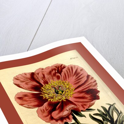 19th century botanical colour print by Anonymous