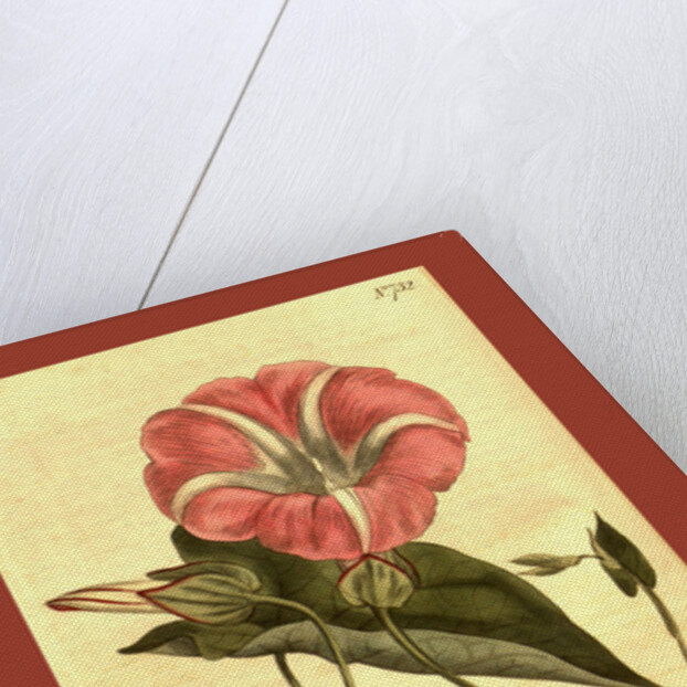 Botanical print by Sydenham Teast Edwards