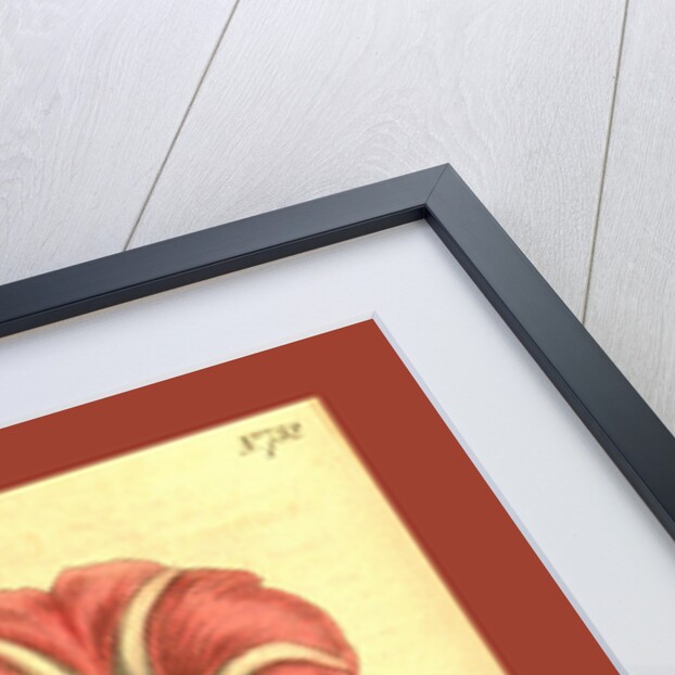 Botanical print by Sydenham Teast Edwards