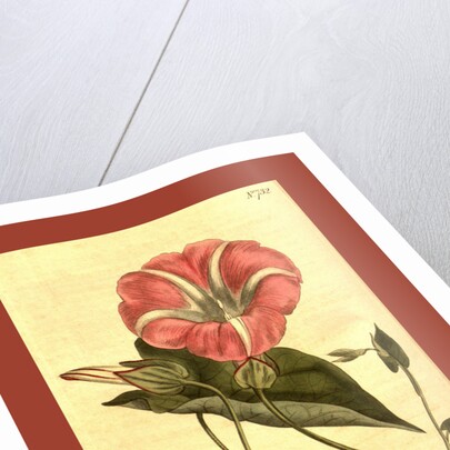 Botanical print by Sydenham Teast Edwards